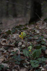 Primula veris