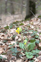 Primula veris