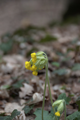 Primula veris