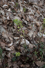 Euphorbia amygdaloides