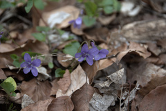 Viola