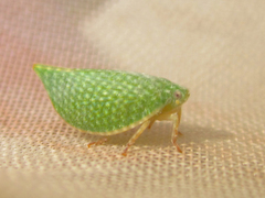 Arelate limbellata
