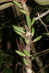 Pycnandra cylindricarpa