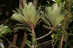 Pycnandra cylindricarpa