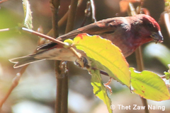Carpodacus erythrinus