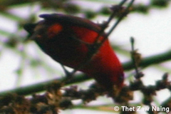 Carpodacus sipahi