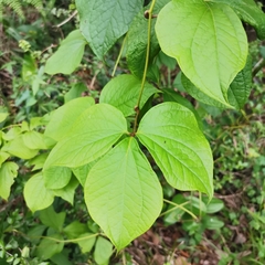 Dioscorea dregeana
