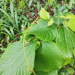Dioscorea dregeana