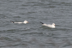 Chroicocephalus ridibundus