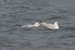 Chroicocephalus ridibundus