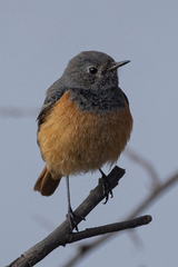 Phoenicurus ochruros