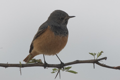 Phoenicurus ochruros