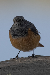 Phoenicurus ochruros