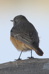 Phoenicurus ochruros