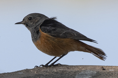 Phoenicurus ochruros