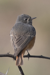 Phoenicurus ochruros