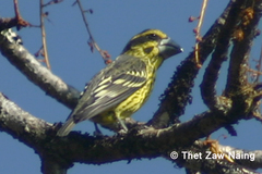 Mycerobas melanozanthos
