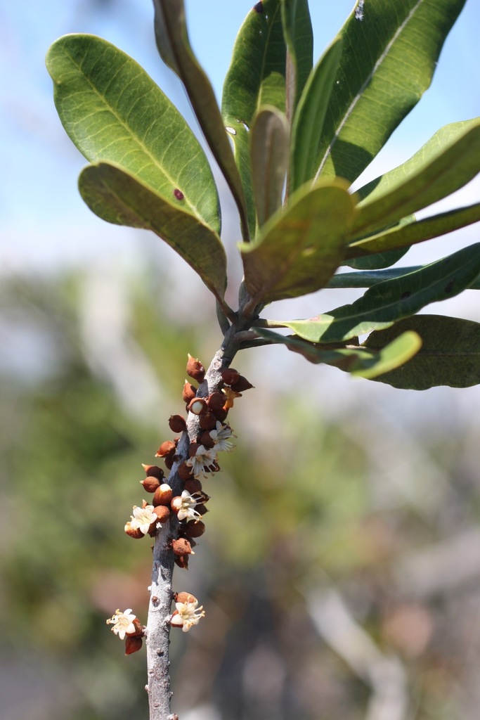 Pycnandra decandra