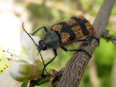 Astylus trifasciatus