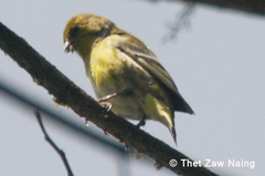 Spinus thibetanus