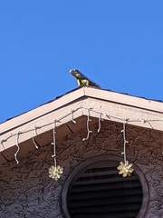 Iguana iguana