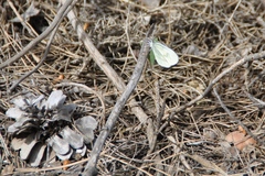 Dismorphiinae