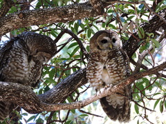 Strix occidentalis lucida