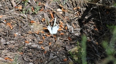 Dismorphiinae