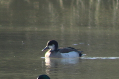 Anas platyrhynchos × Netta rufina