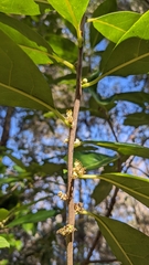 Symplocos tinctoria image