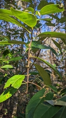 Symplocos tinctoria image