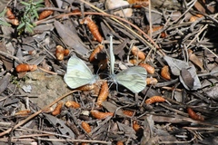Dismorphiinae