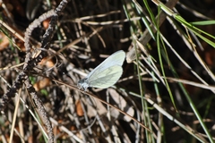 Dismorphiinae