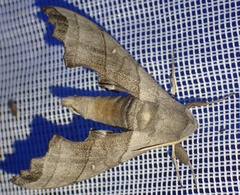 Polyptychus niloticus