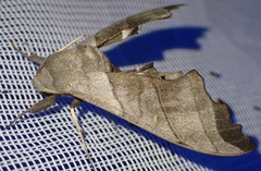 Polyptychus niloticus