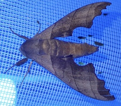 Polyptychus niloticus