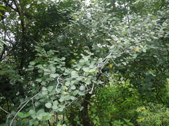 Ficus palmata
