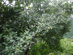 Ficus palmata
