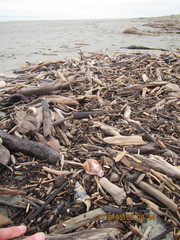 Notomegabalanus decorus