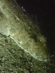 Platycephalus westraliae
