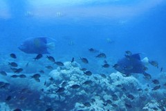 Pomacanthus maculosus