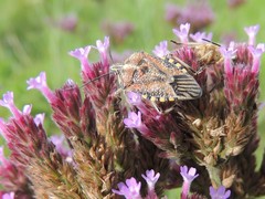 Agonoscelis versicoloratus