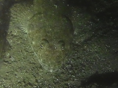 Platycephalus westraliae