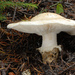 American Matsutake - Photo (c) Thierry Bissonnette, some rights reserved (CC BY-ND)