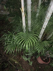 Dypsis lutescens