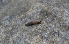 Carinigera buresi