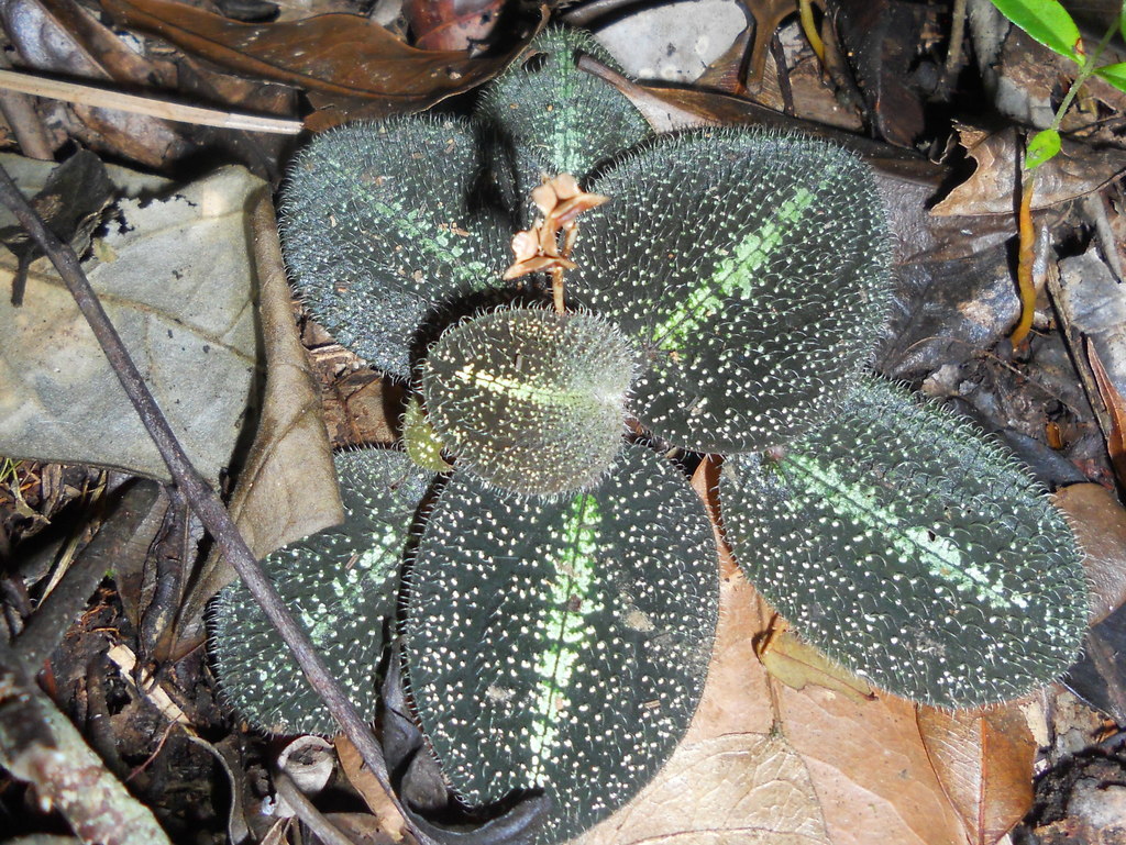 Bertolonia maculata