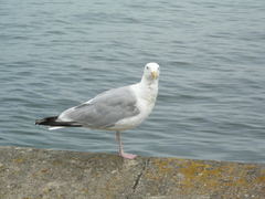 Larus argentatus