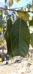 Ficus neriifolia