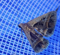 Acantholipes trimeni